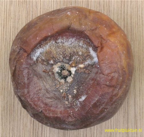 Botrytis-rot op appel Goudreinet